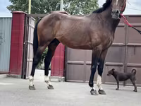 حصان, Thoroughbred horse — الصورة 5