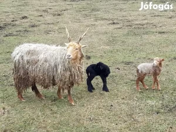 Ram, Sheep — Hungary