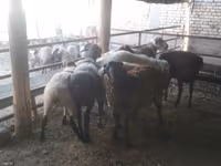 Widder, Arabi sheep — Foto 6