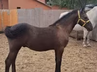 حصان, Lipizzaner — الصورة 4