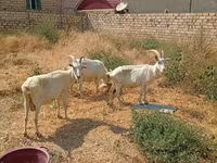 Koza, Saanen goat — zdjęcie 3