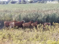 Vaca, Simmental cattle — foto 3