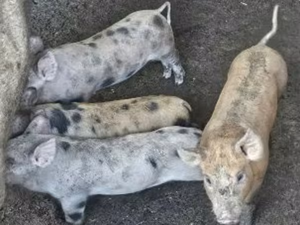 Disznók (tétel, nem megadva), Sertések — Magyarország