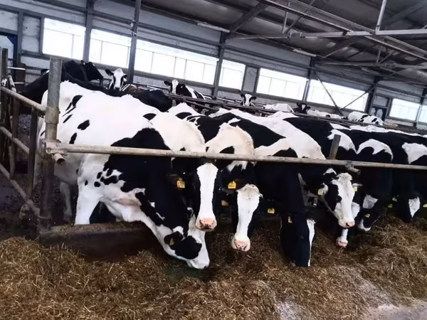 Tehén, Holstein fajta