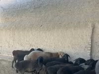 Owce (partia, płeć nieokreślona), Owce — zdjęcie 4