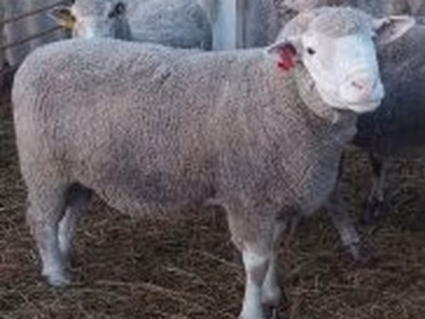 Kos, Ile-de-France sheep — Magyarország