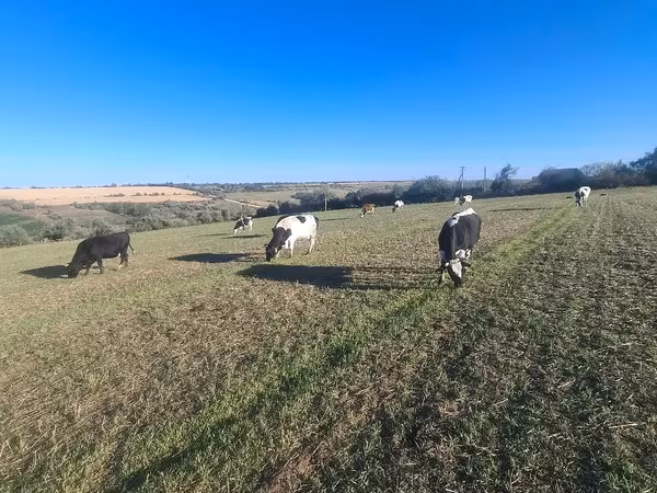 Krava, Simmental cattle