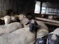 Widder, Ile-de-France sheep — Foto 5
