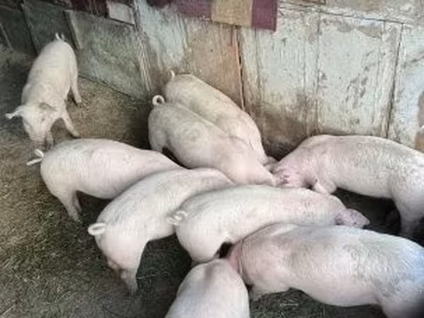Pigs (batch, sex not specified),  — Hungary