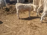 ثور, Charolais cattle — الصورة 5