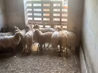 Schaf, Racka sheep — Foto 4