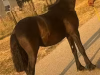 Cheval, Chevaux — photo 2
