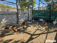 Ayam Ketawa — 1. fotó