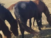 घोड़ी, Horse breed — फ़ोटो 5