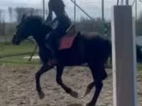 Hing, Hungarian horse breed — 3. fotó