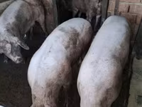 Säue, Schweine — Foto 1