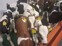 Toro, Russian Black pied cattle — foto 5