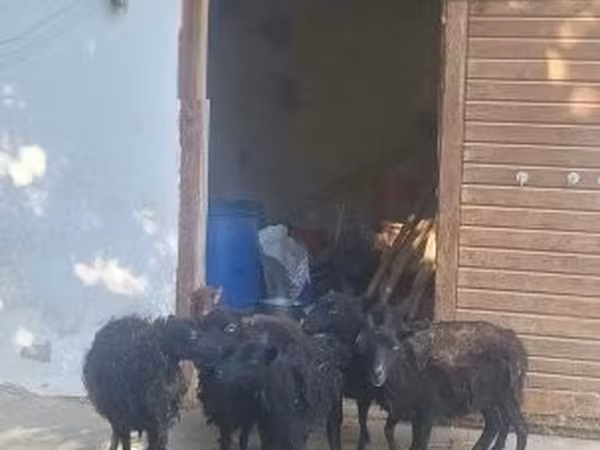 母羊, Ouessant sheep