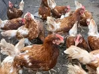 Chickens — foto 3