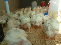 Chickens — Foto 2