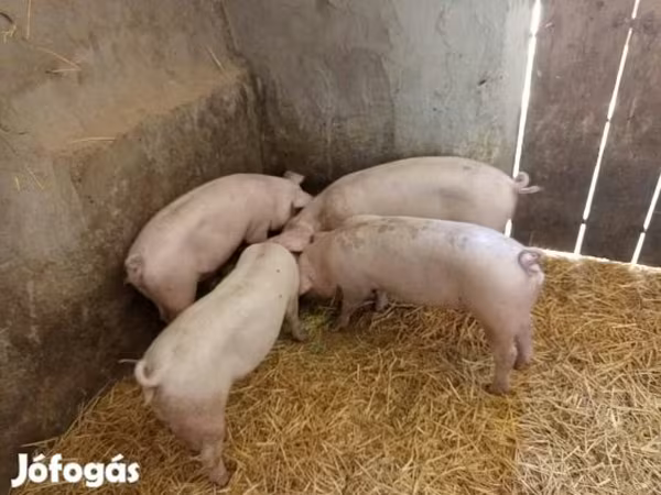 Sow, Pigs