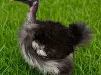Poule soie — photo 2