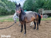 Mare, Horses — photo 1