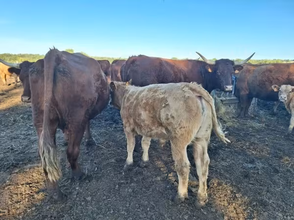 Tehén, Salers cattle