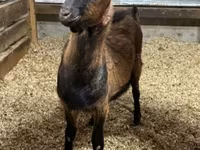 Keçi, Alpine goat — foto 1