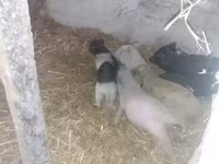 Verro, Вьетнамская вислобрюхая — foto 2