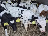 Bika, Simmental cattle — 1. fotó