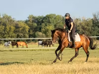 घोड़ा, Hungarian horse breed — फ़ोटो 1