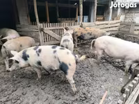 猪（批次，未指定性别）, Pigs — 照片 2
