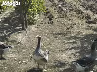 Geese — foto 5