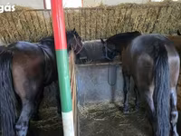 Hing, Nonius horse — 3. fotó