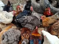 Chickens — फ़ोटो 4