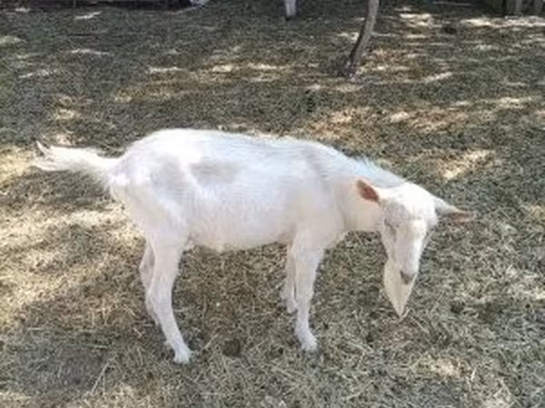 Kozioł, Saanen goat — Węgry
