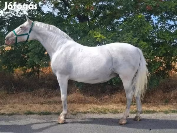Mare, Lipizzaner