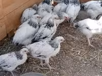 Ducks — 照片 4
