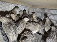 Quails — foto 3