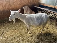 母山羊, Goats — 照片 2