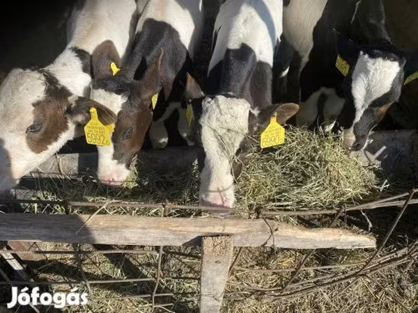 Bika, Simmental cattle