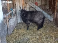 Oveja, Racka sheep — foto 4