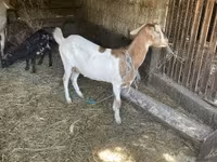 母山羊, Goats — 照片 3