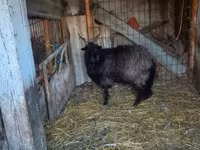 Sheep, Racka sheep — photo 2
