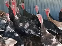 Turkeys — الصورة 4