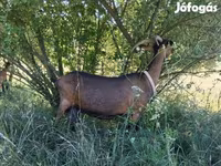 Bak, Alpine goat — 6. fotó