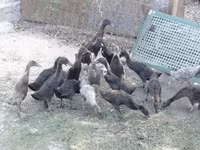 Geese — الصورة 4