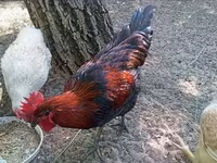 Ayam Cemani — 7. fotó