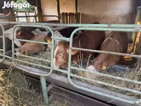 सांड, लिमोज़िन गाय — फ़ोटो 5